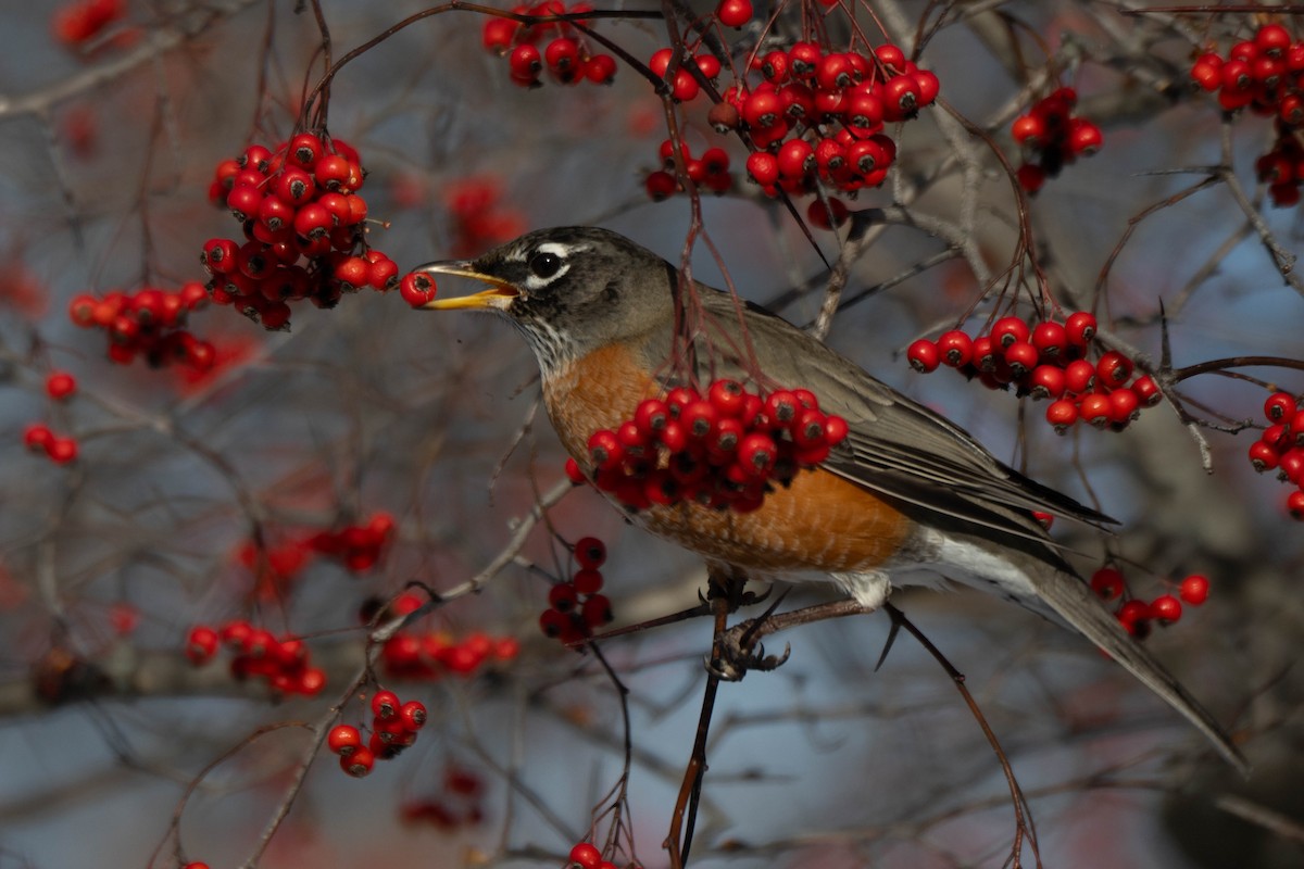 Wanderdrossel - ML646760995