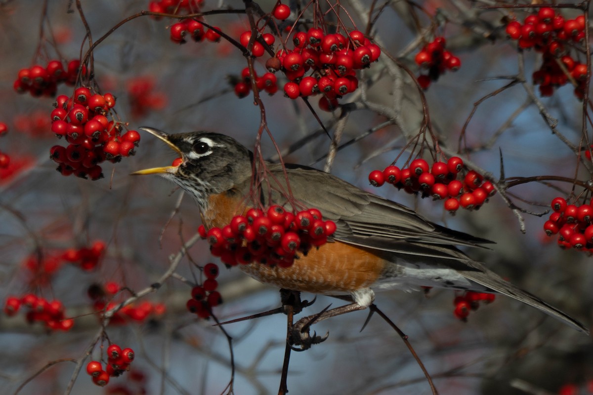 Wanderdrossel - ML646760996