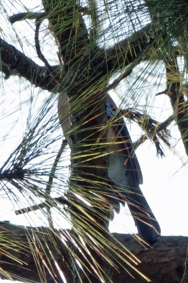 Eurasian Jay - ML646760998