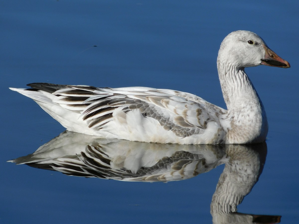 Snow Goose - ML646761000