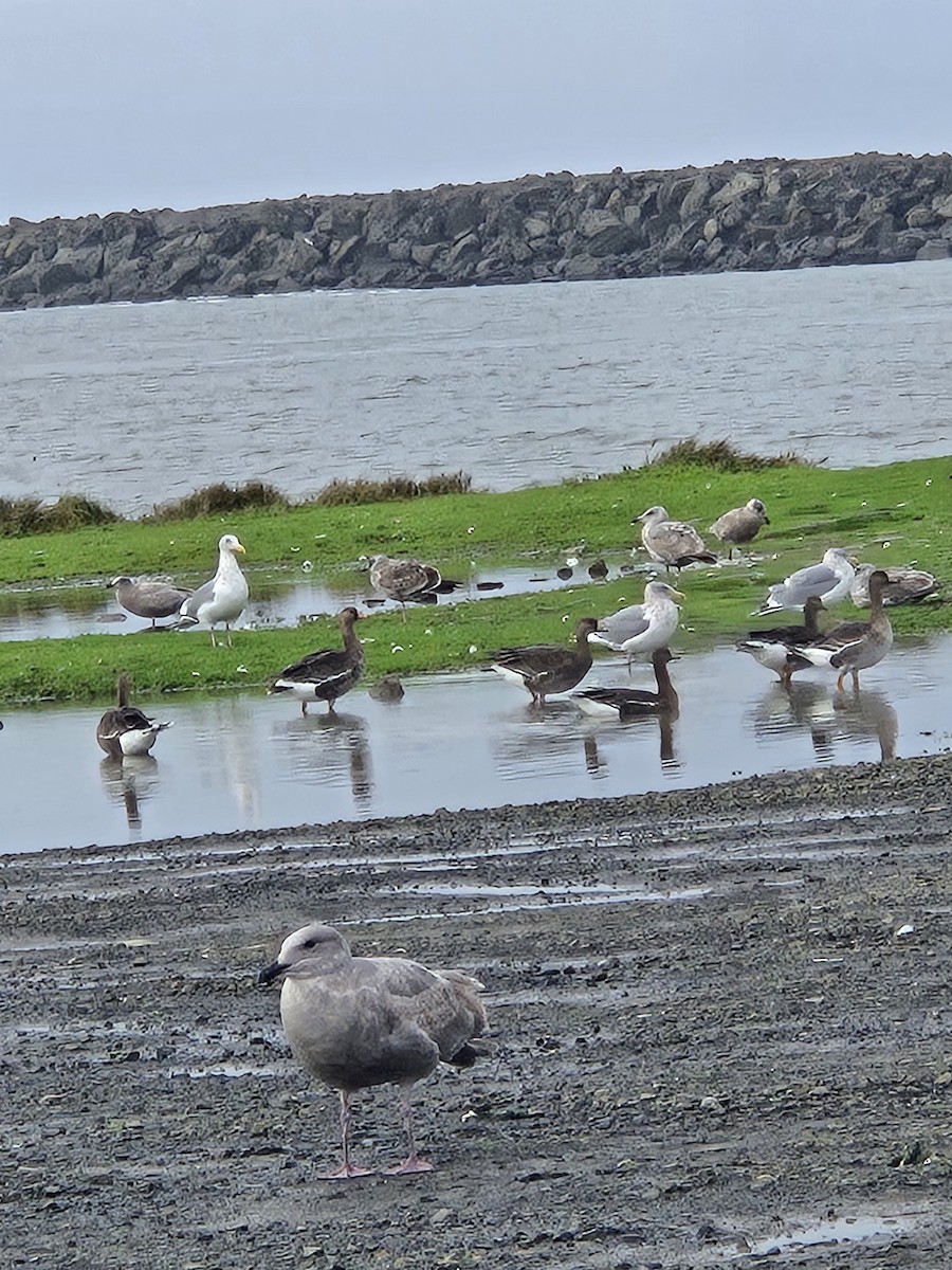 Greater White-fronted Goose - ML646761002
