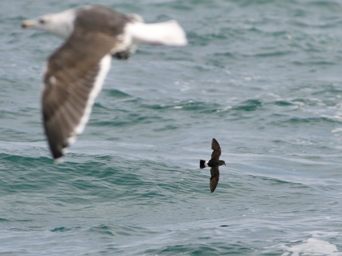 ヒメウミツバメ - ML646761004