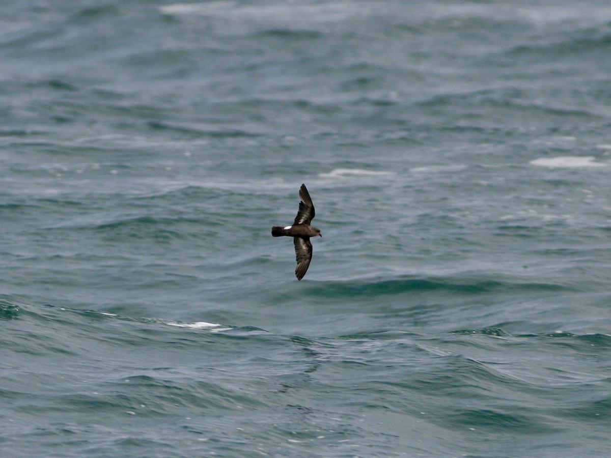 ヒメウミツバメ - ML646761005