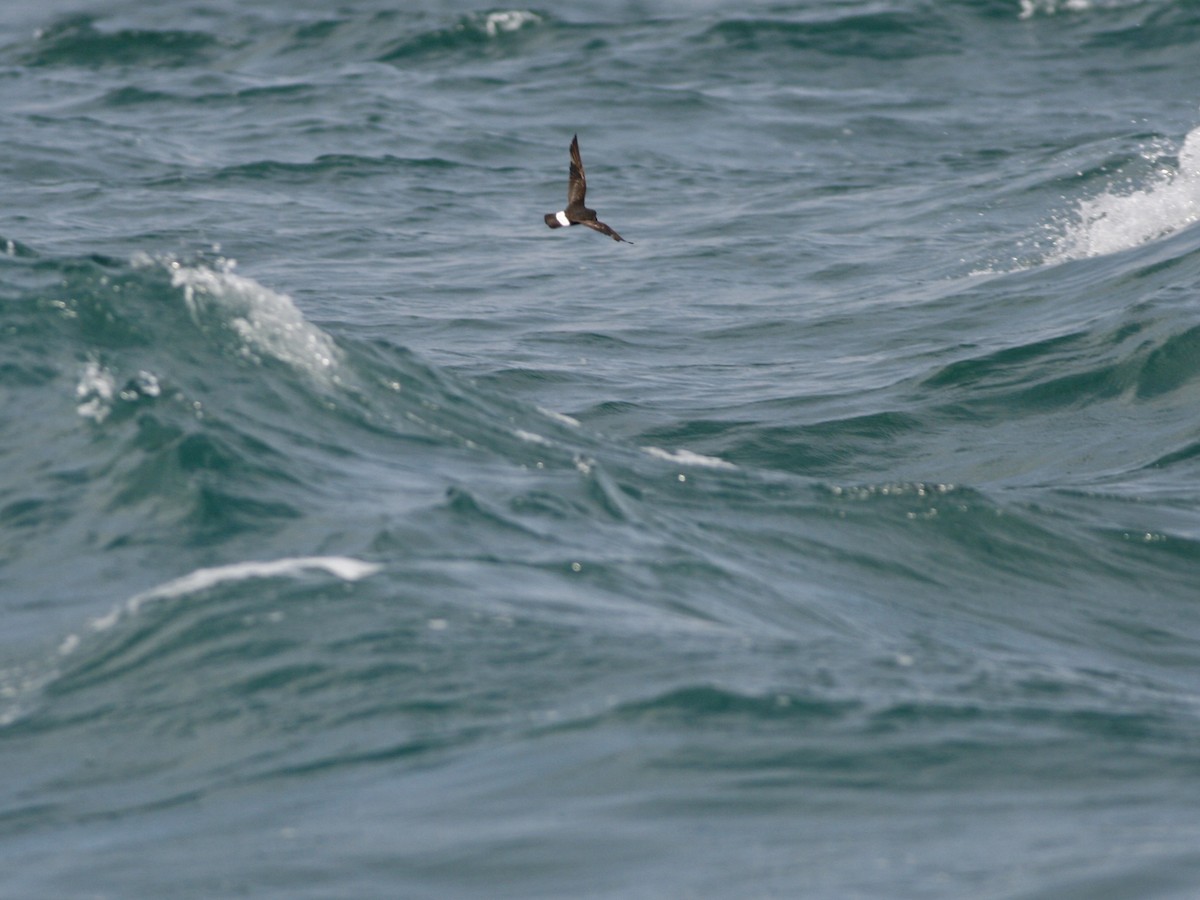 ヒメウミツバメ - ML646761006