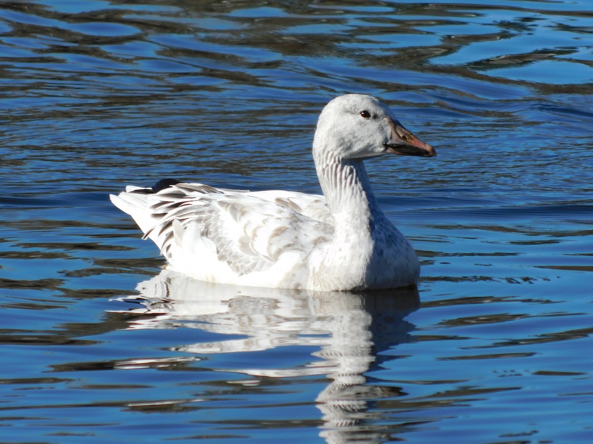 Snow Goose - ML646761007