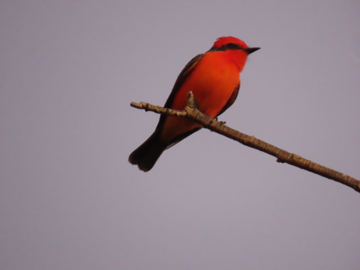 Vermilion Flycatcher - ML646761009