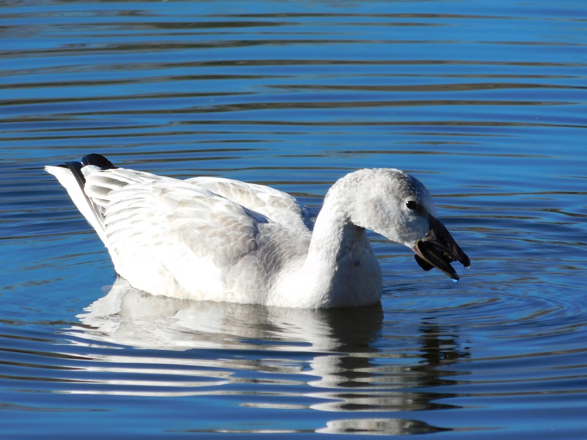 Snow Goose - ML646761012