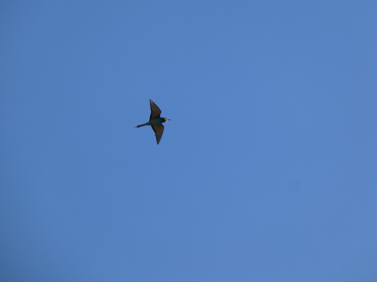 European Bee-eater - ML646761013