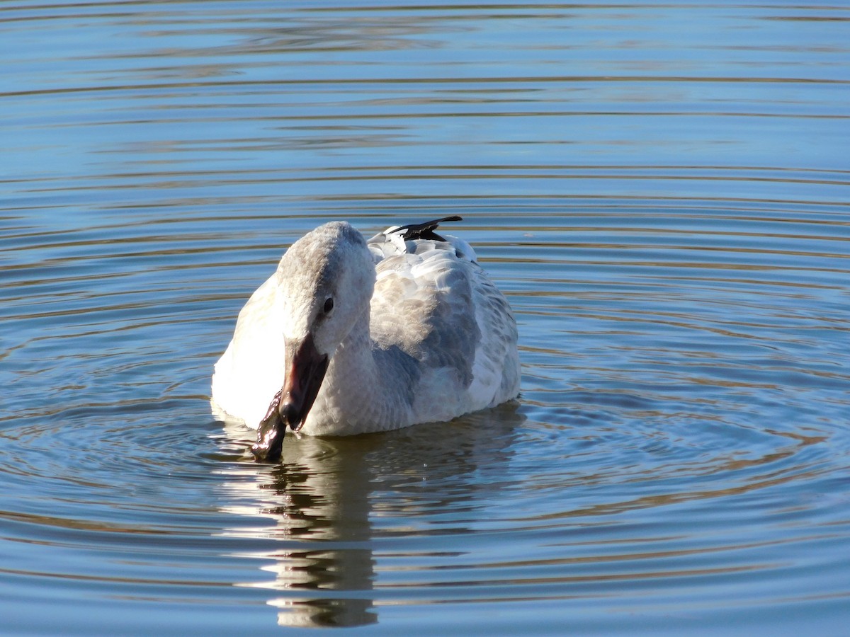 Snow Goose - ML646761016