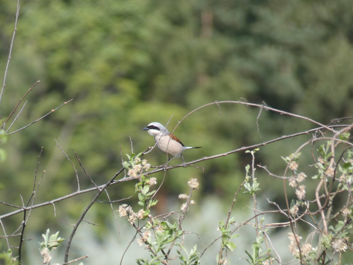 Alcaudón Dorsirrojo - ML646761018