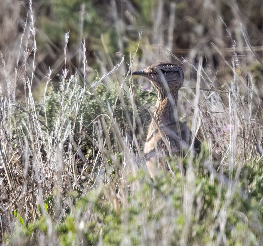 Бігунець смугастоволий - ML646761019