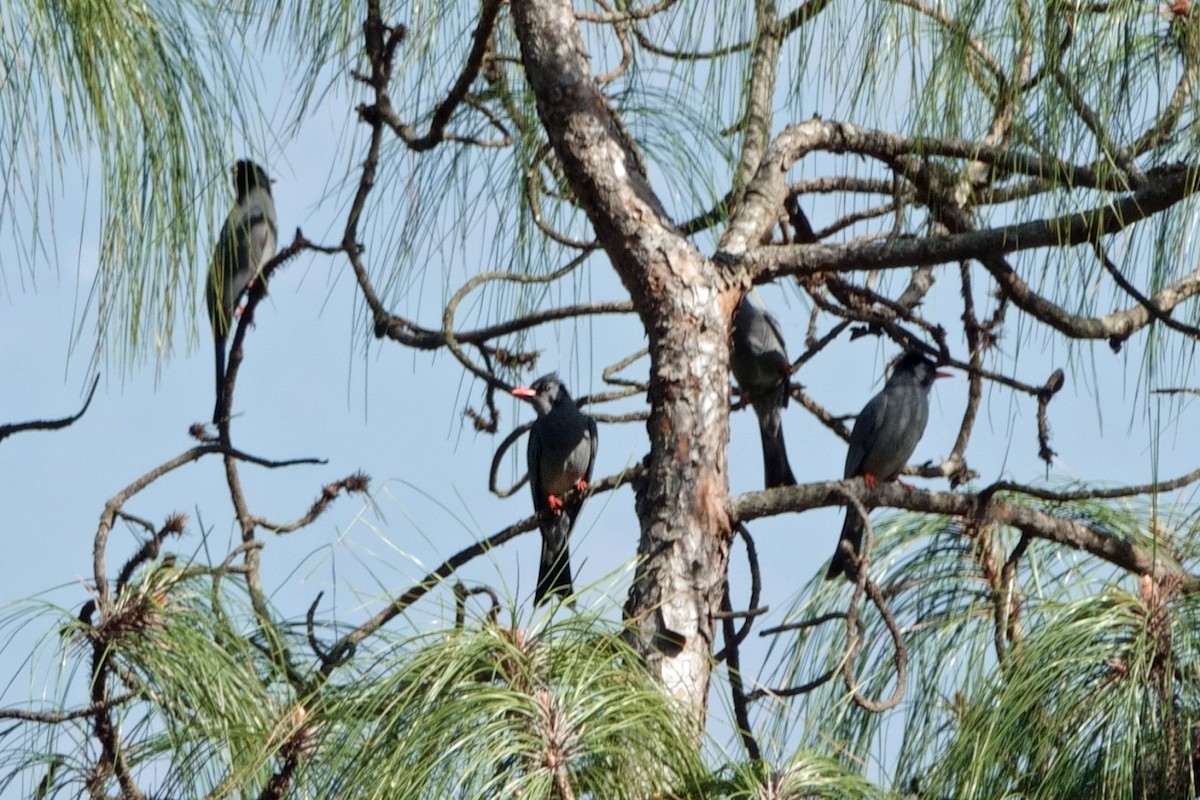 Black Bulbul - ML646761020