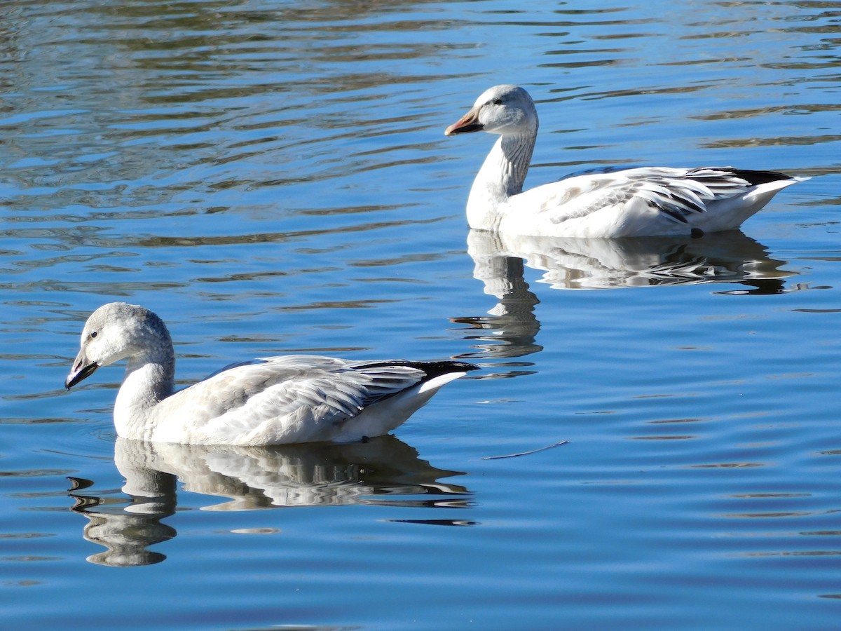 Snow Goose - ML646761022