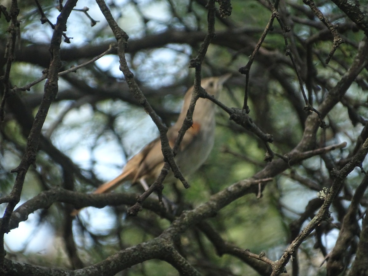 Little Thornbird - ML646761024