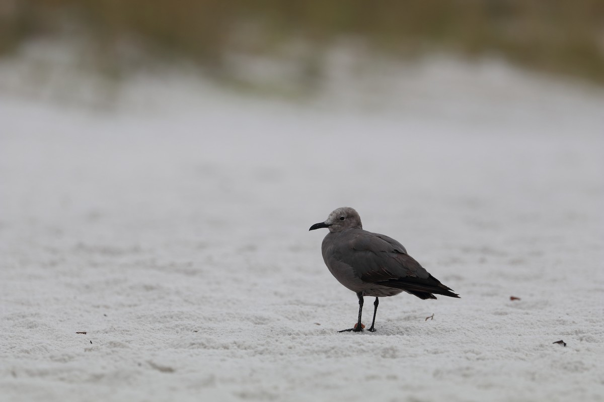 ハイイロカモメ - ML646761025