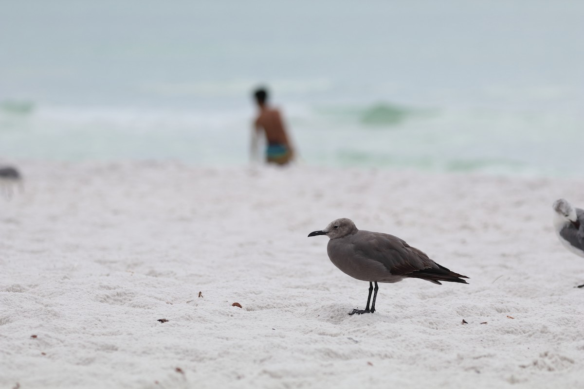 ハイイロカモメ - ML646761026