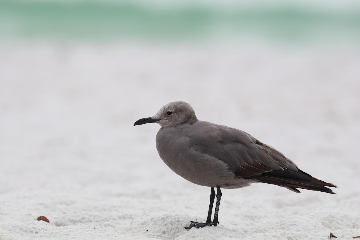 ハイイロカモメ - ML646761027