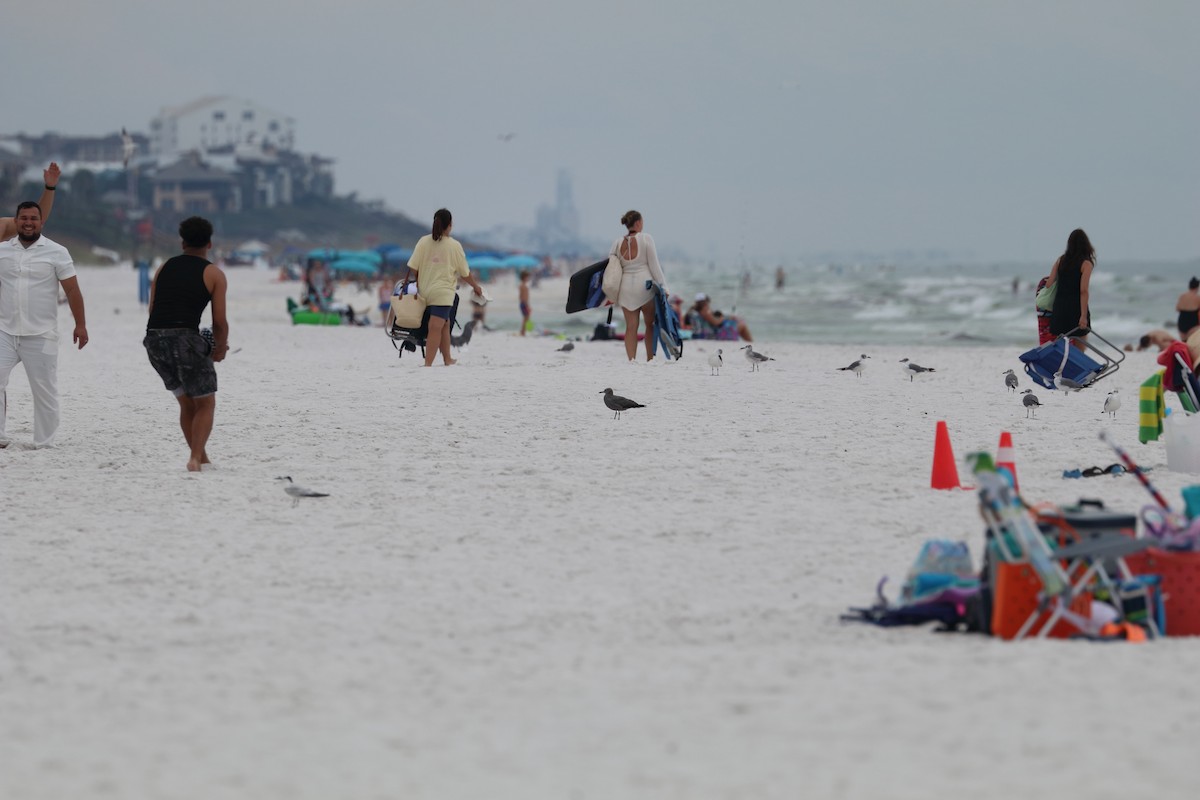 ハイイロカモメ - ML646761028