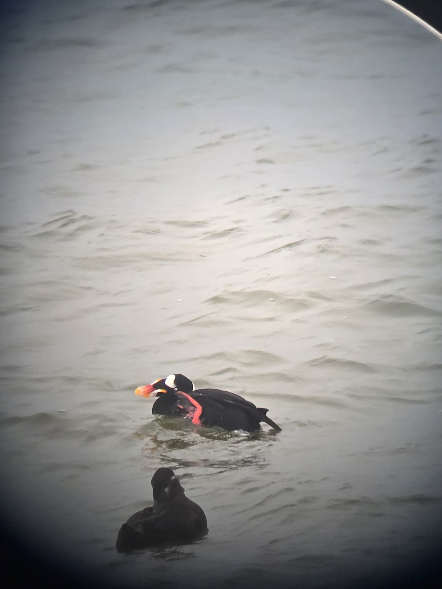 Surf Scoter - ML646761030
