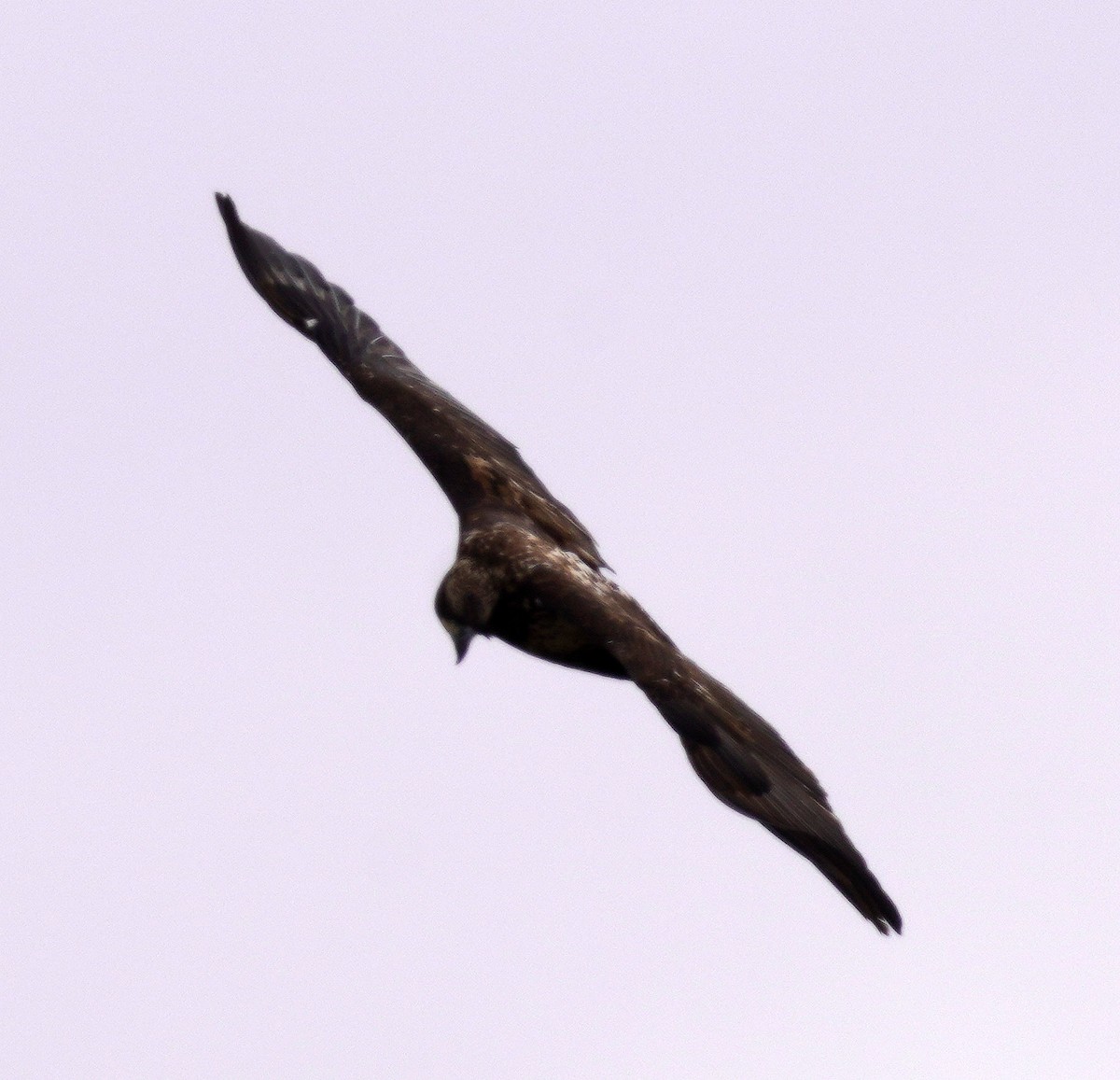 Bald Eagle - ML646761034