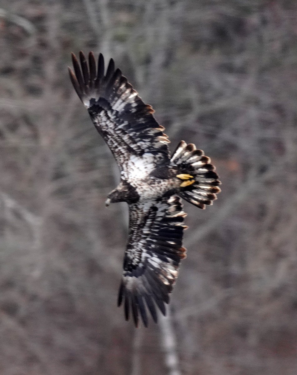 Bald Eagle - ML646761035