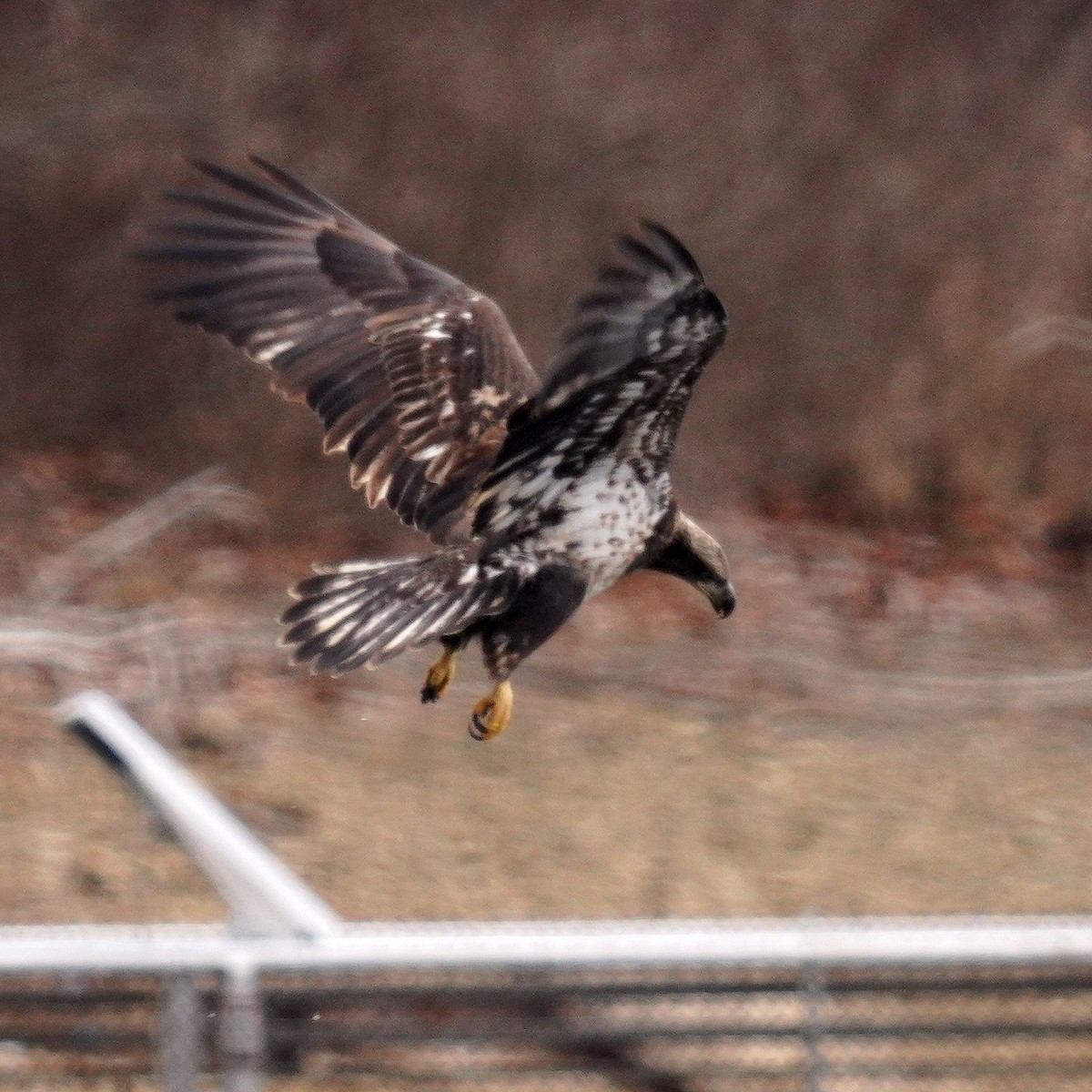 Орлан білоголовий - ML646761036