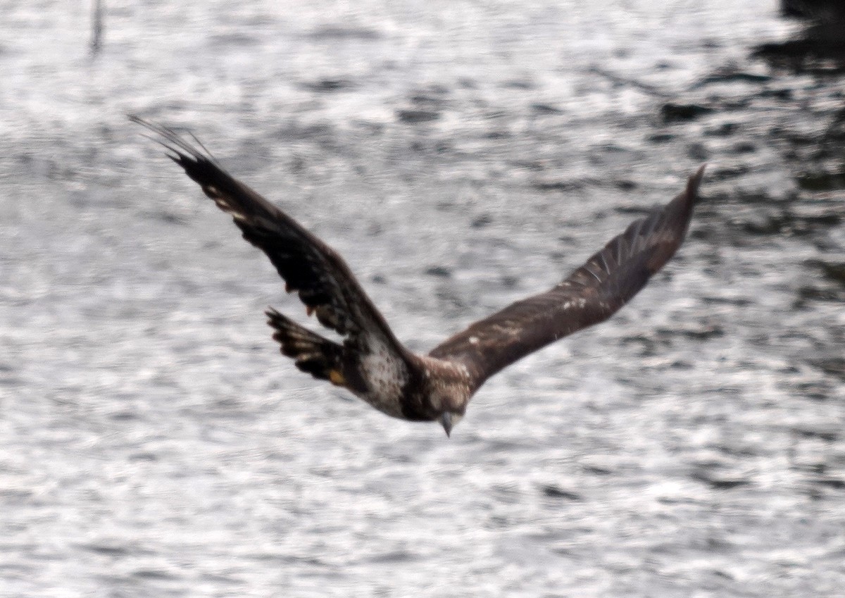 Bald Eagle - ML646761037