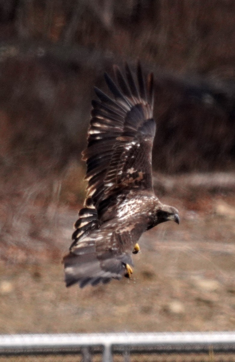 Орлан білоголовий - ML646761038