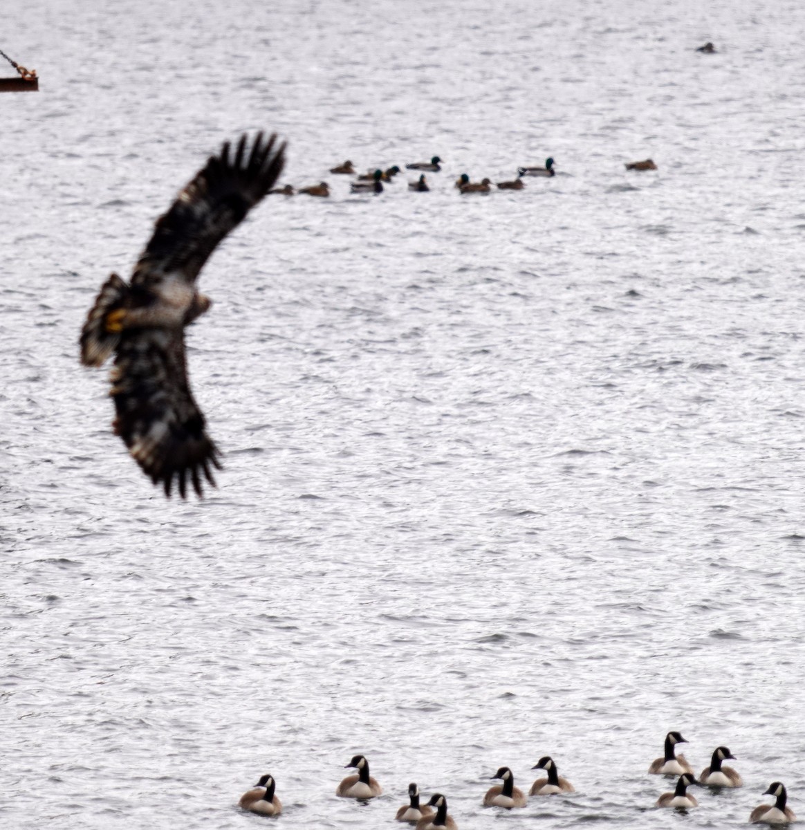 Орлан білоголовий - ML646761039