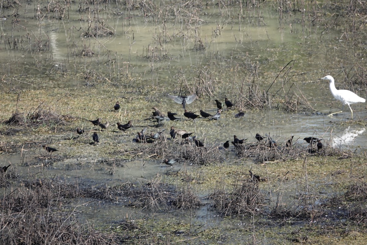 brunhodetrupial - ML646761041