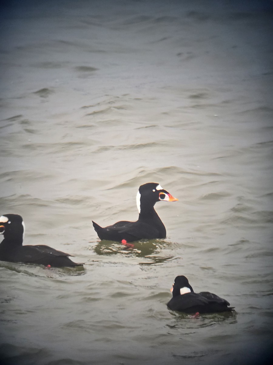 Surf Scoter - ML646761042