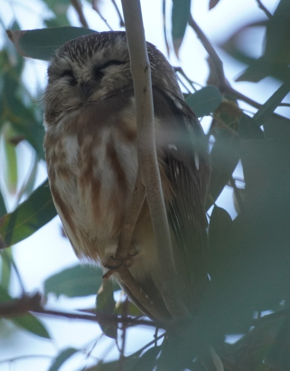 アメリカキンメフクロウ - ML646761043