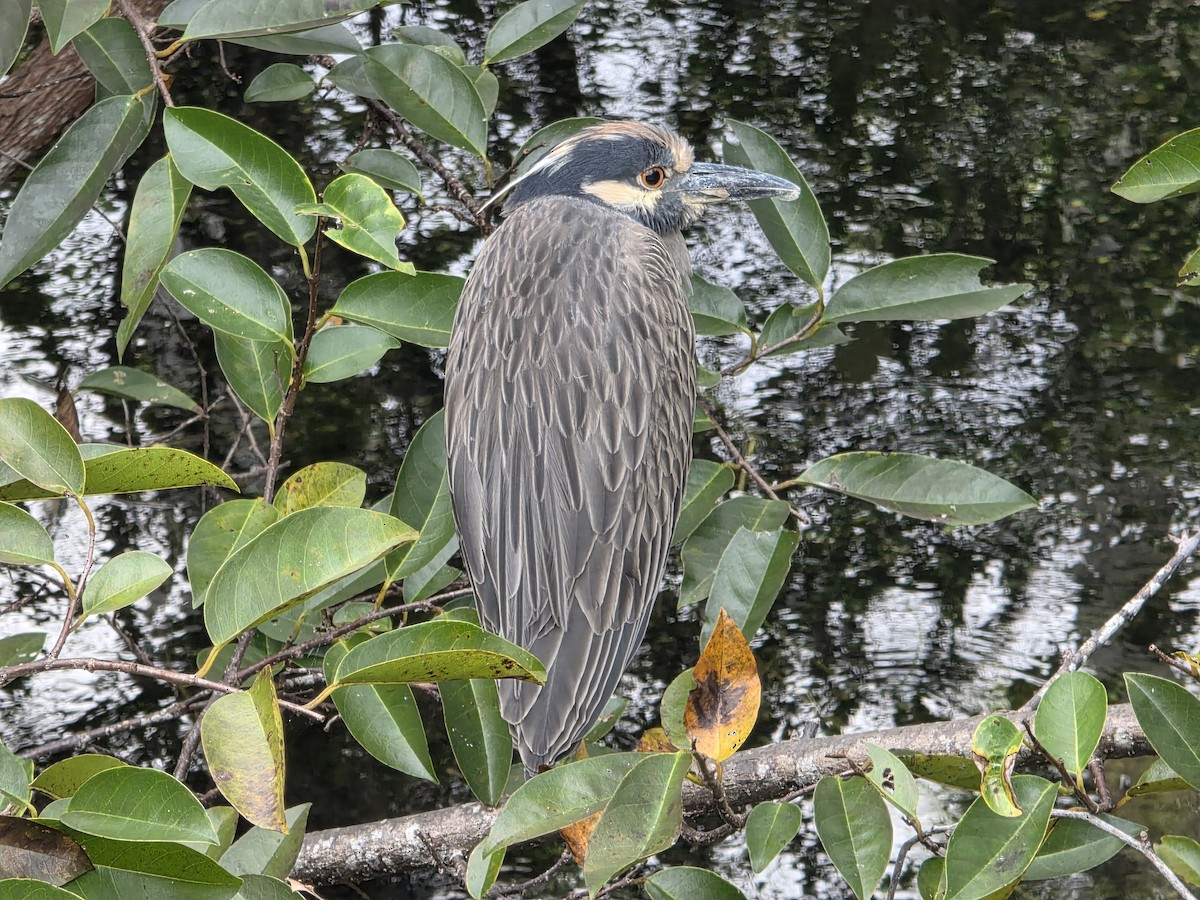 kvakoš žlutočelý - ML646761046