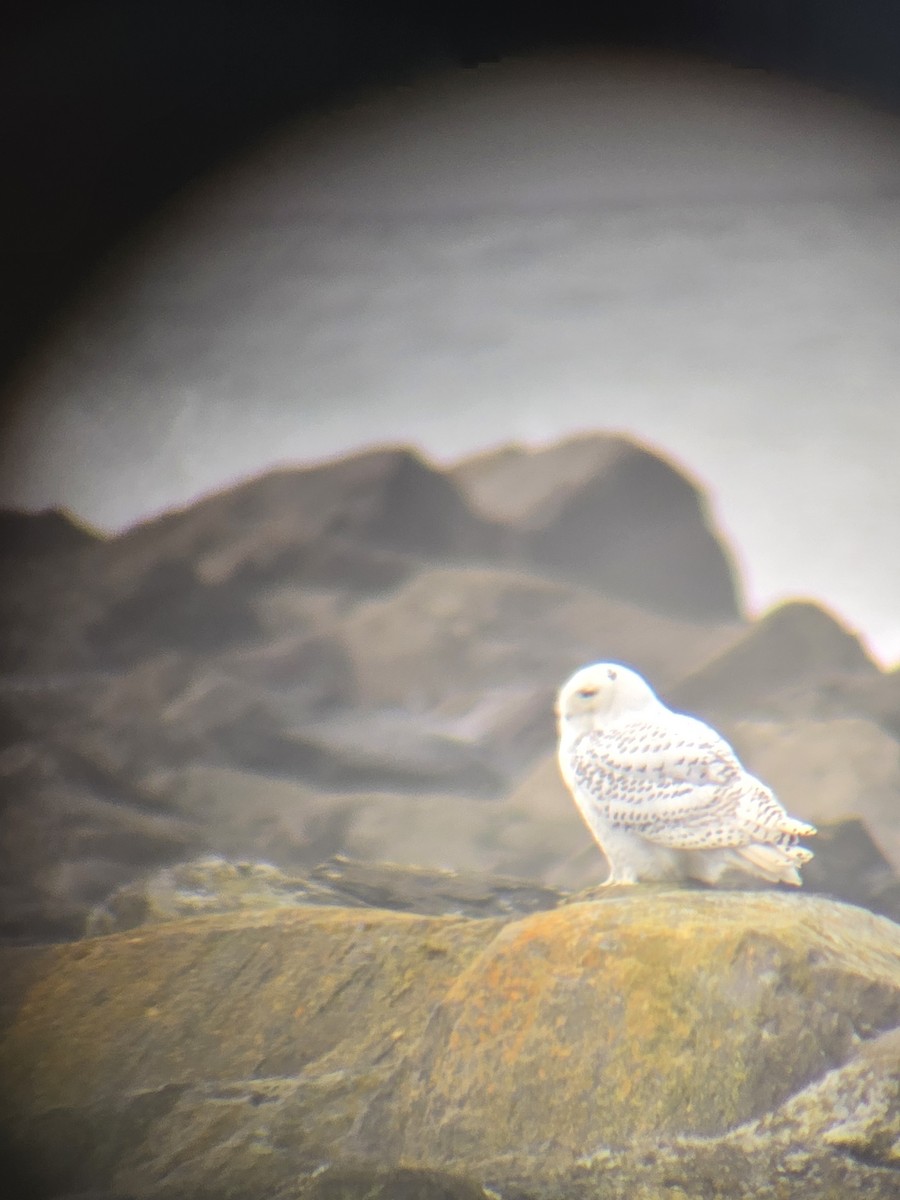 Snowy Owl - ML646761057