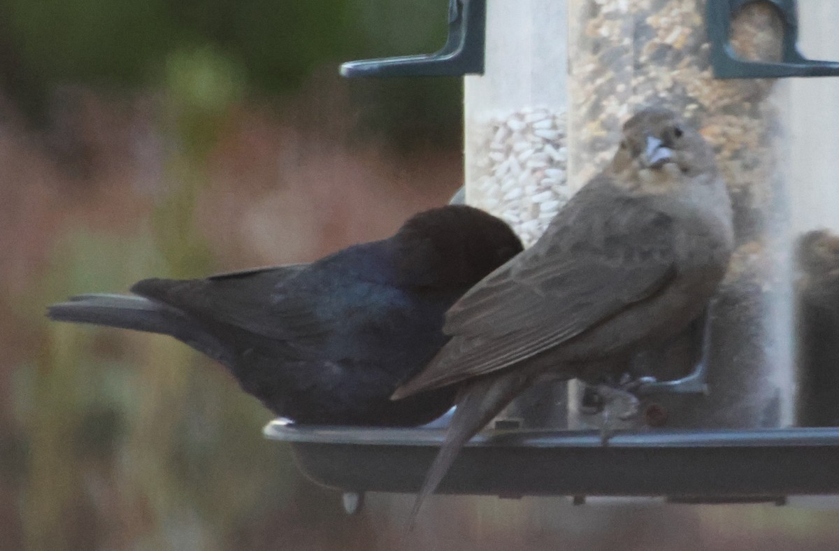 brunhodetrupial - ML646761060