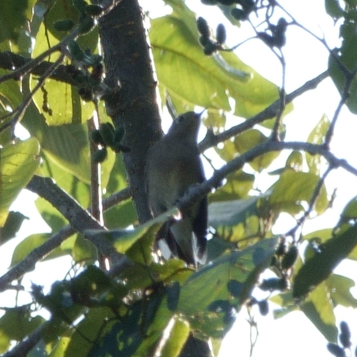 passerine sp. - ML646761061