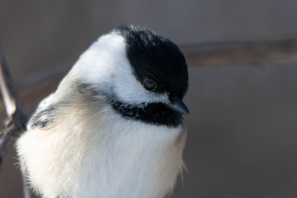 Schwarzkopfmeise - ML646761062