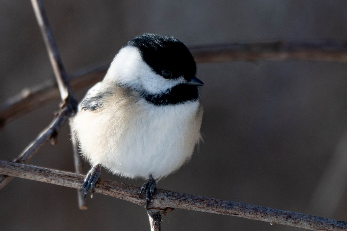 Schwarzkopfmeise - ML646761063