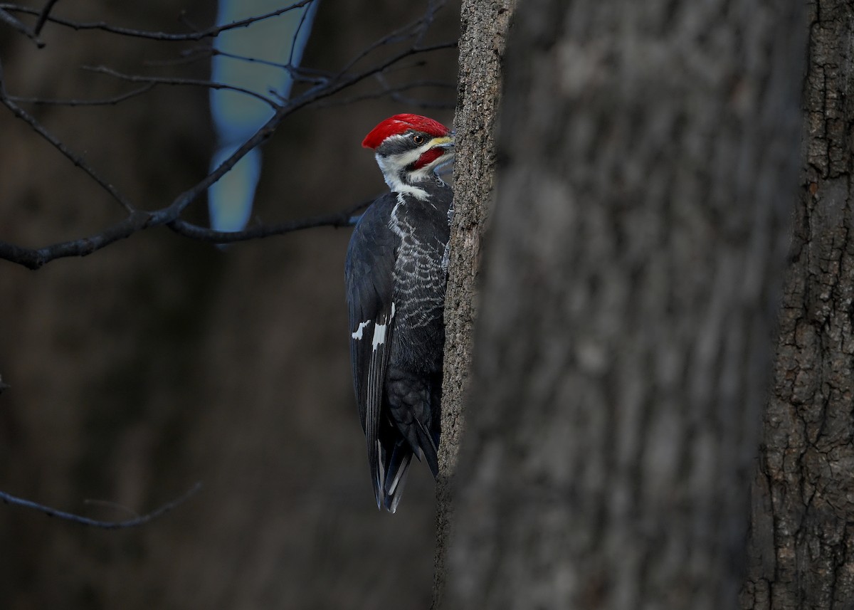Жовна північна - ML646761065