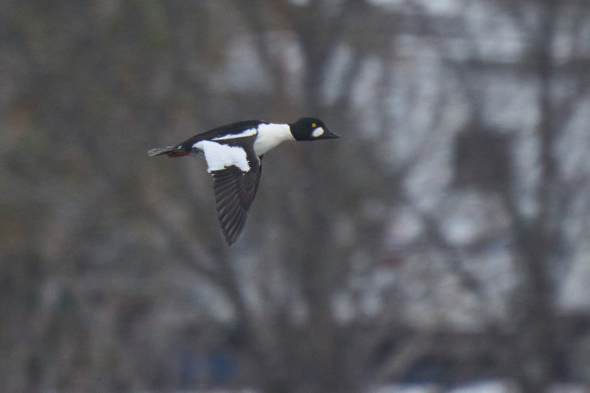 Garrot à oeil d'or - ML646761067