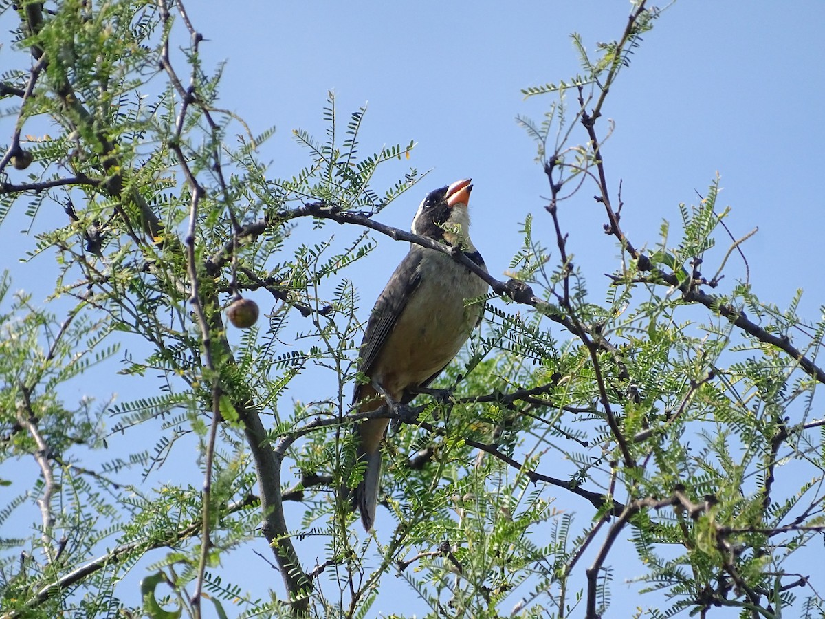 Golden-billed Saltator - ML646761069