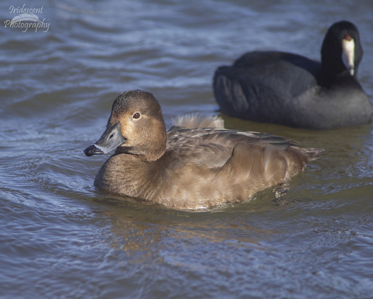 Redhead - ML646761072