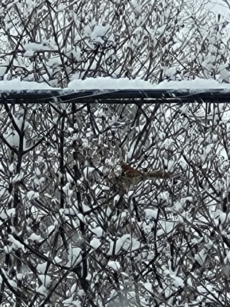 Brown Thrasher - ML646761081