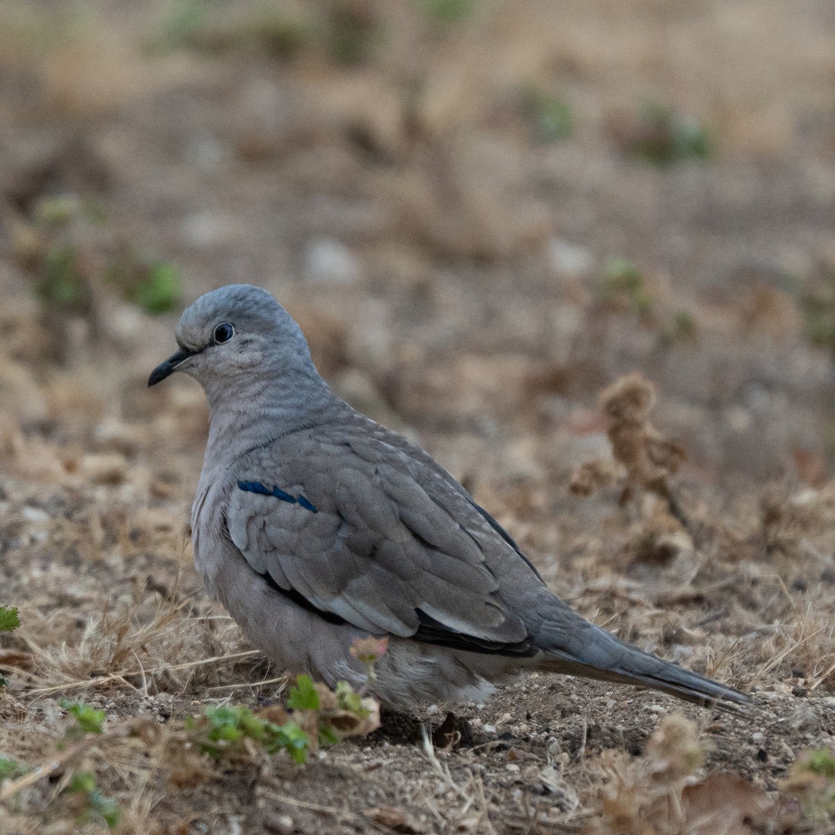 Picuitäubchen - ML646761082