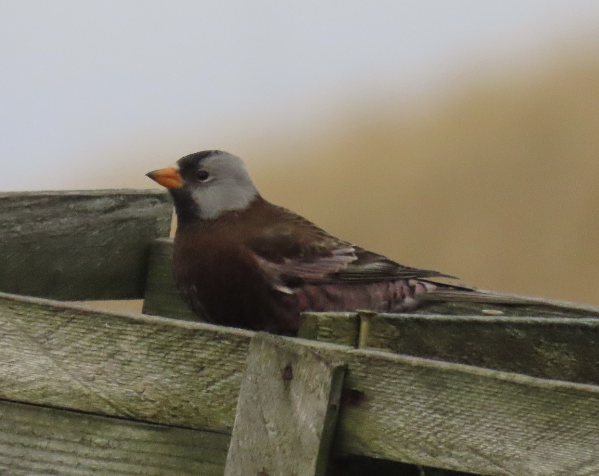 Gray-crowned Rosy-Finch (Aleutian and Kodiak Is.) - ML646761087