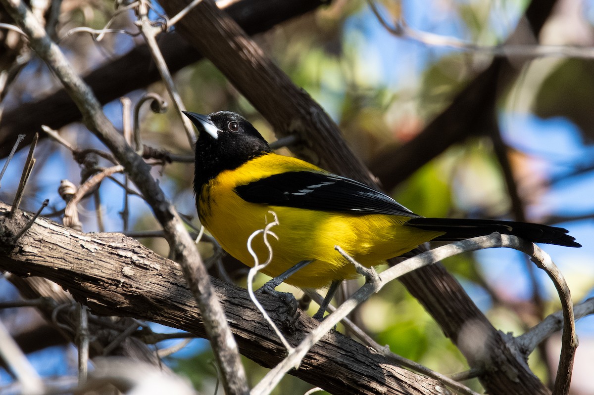 Audubon's Oriole - ML646761105