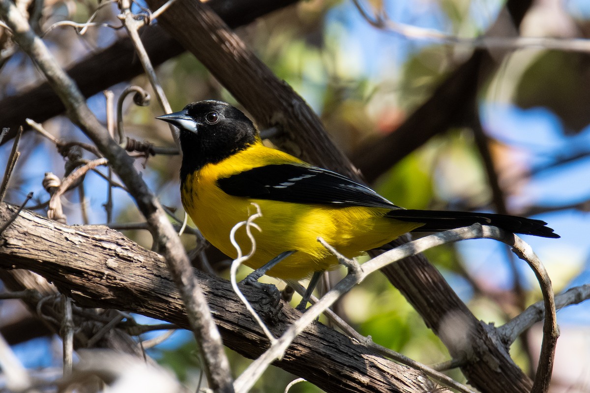 Audubon's Oriole - ML646761106