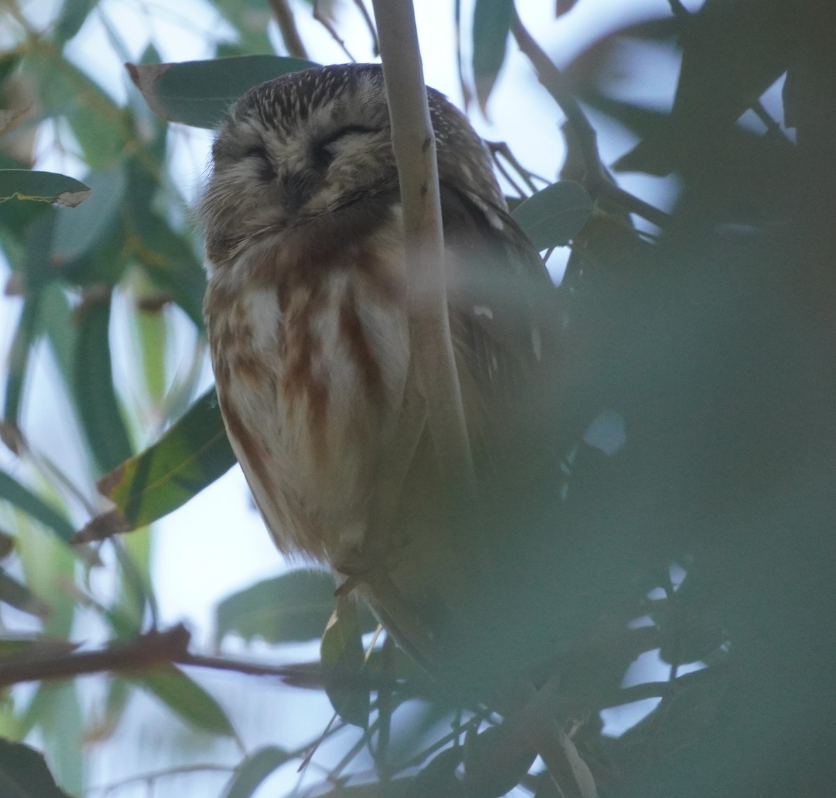 アメリカキンメフクロウ - ML646761110