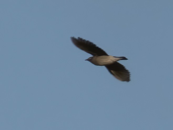 Wattled Starling - ML646761116