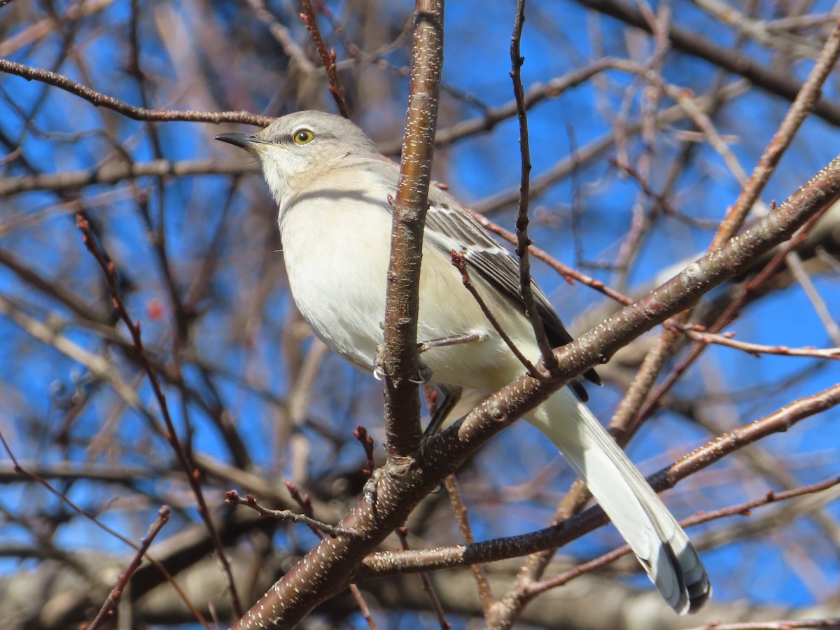 Northern Mockingbird - ML646761120